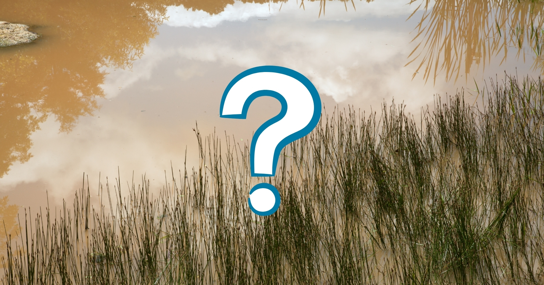 Question mark over a wetland